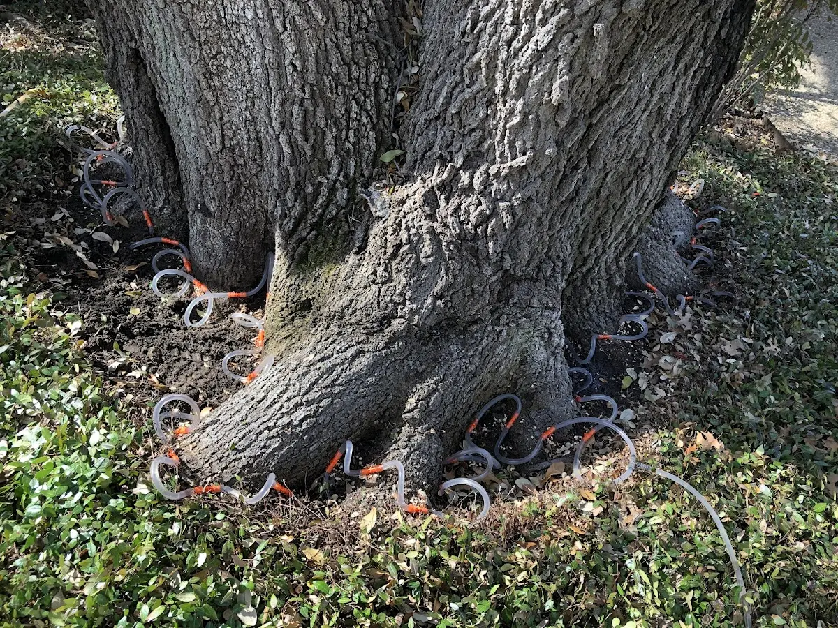 Detailed Tree Cabling and Bracing job site in Ocracoke