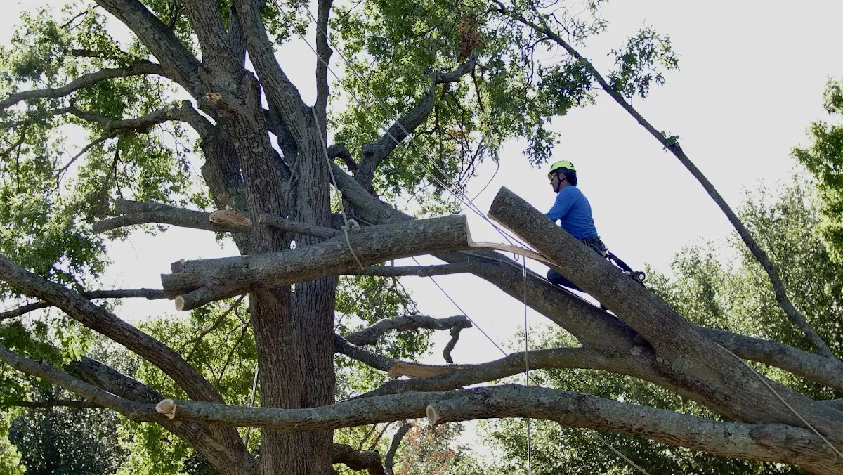 Professional Crown Thinning performed by certified arborists in Ocracoke